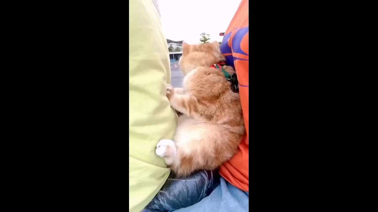 So cute 🥰 #catinstagram #catlovers
