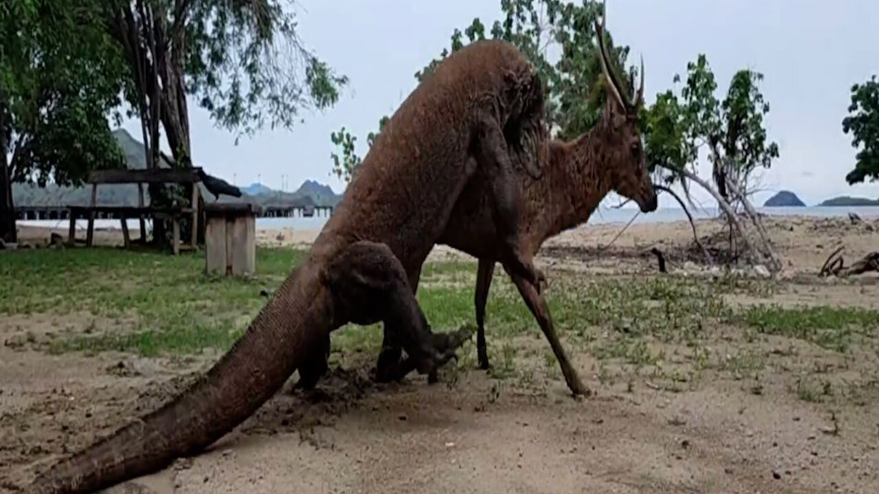 A deer attacked by a komodo dragon 😱