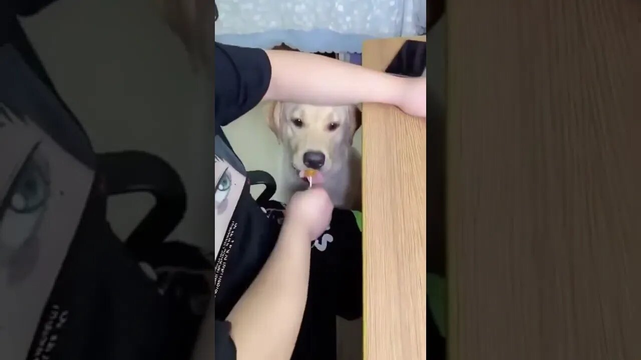 Dog begs for lollipop