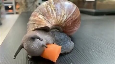 Snail eating Carrot