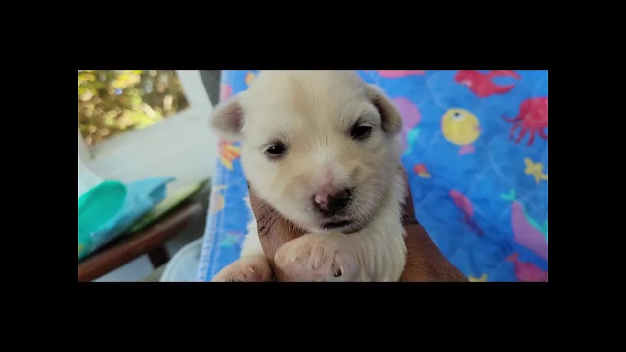 O-The Eyes Are Wide Open!