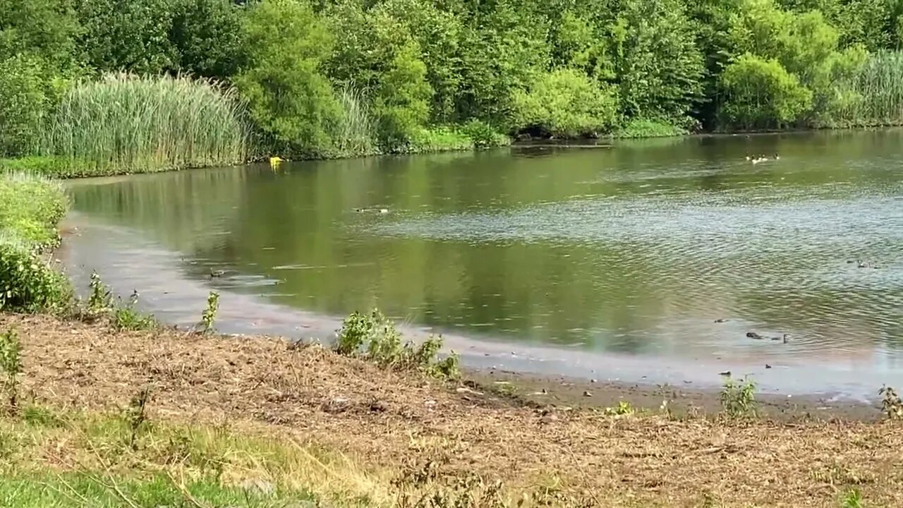 Pond Teeming with Life