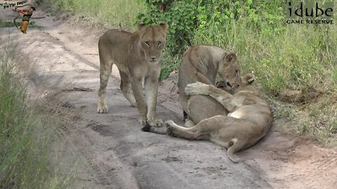 LIONS: Following The Pride 65: Following The Buffalo Herd