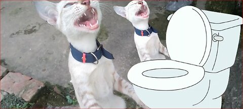 Meow Meow :Trending Skibidi Toilet Cat and cute kittens