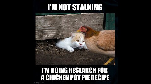 Cat vs Chicken: Watch What Happens Next and Get Ready to Laugh in 2023