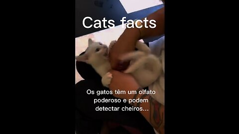 Cat cute facts