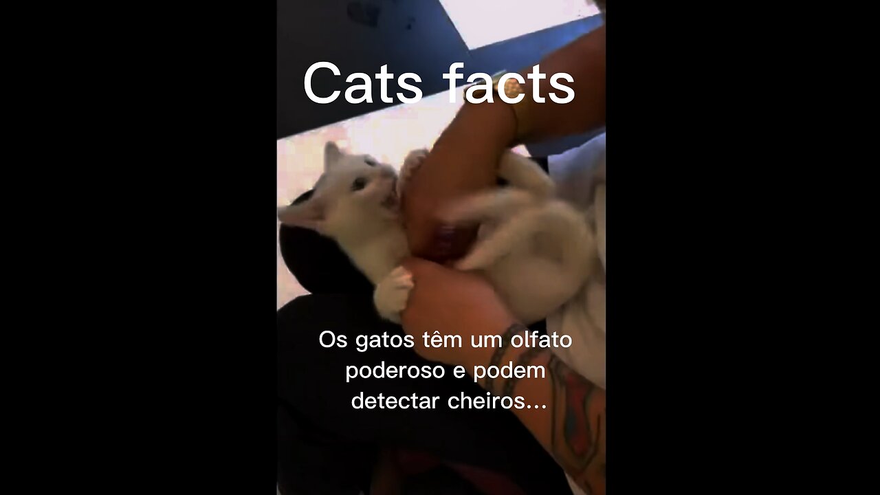 Cat cute facts