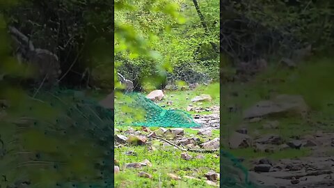 BE Gentle || BG || - How Peacock Meets😍 || Mor Sambhog Kaise Krte Hain ||