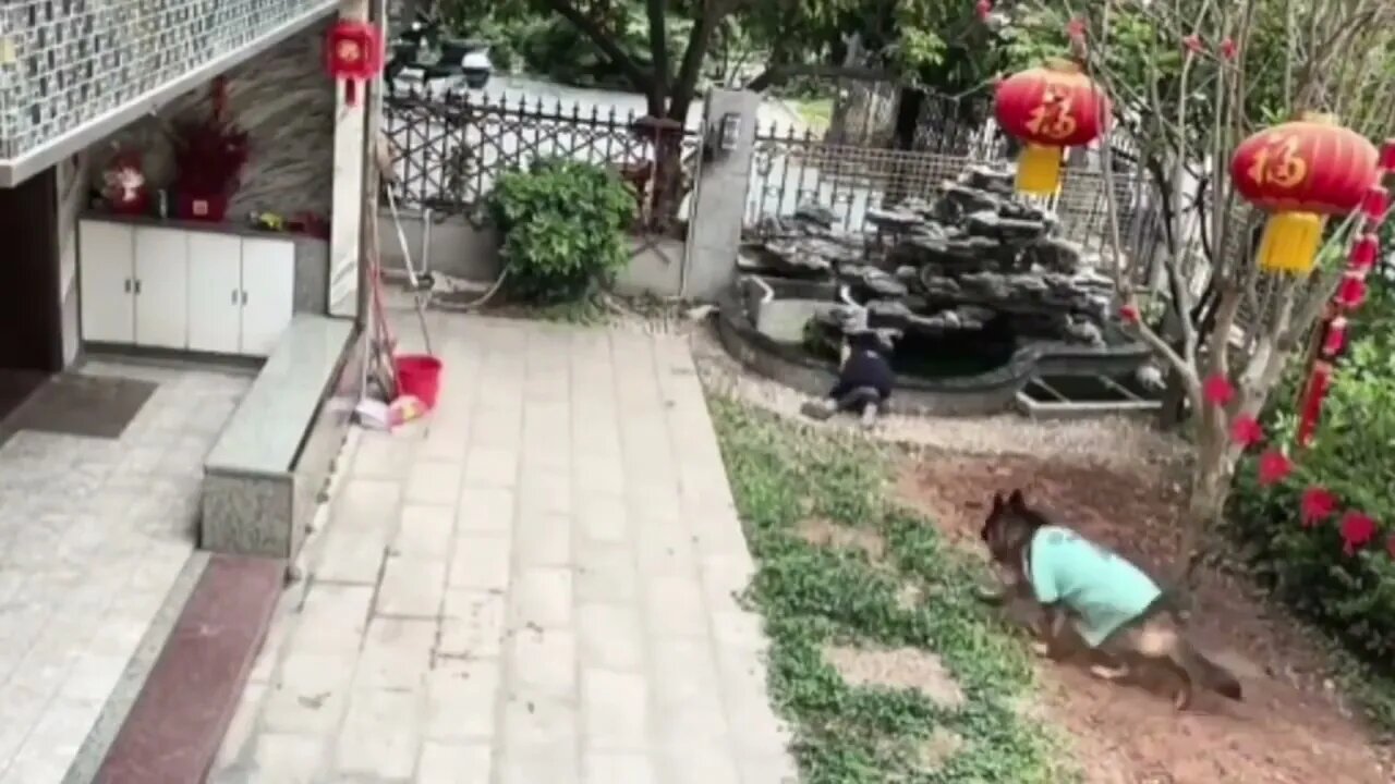This Dog Made This Sub