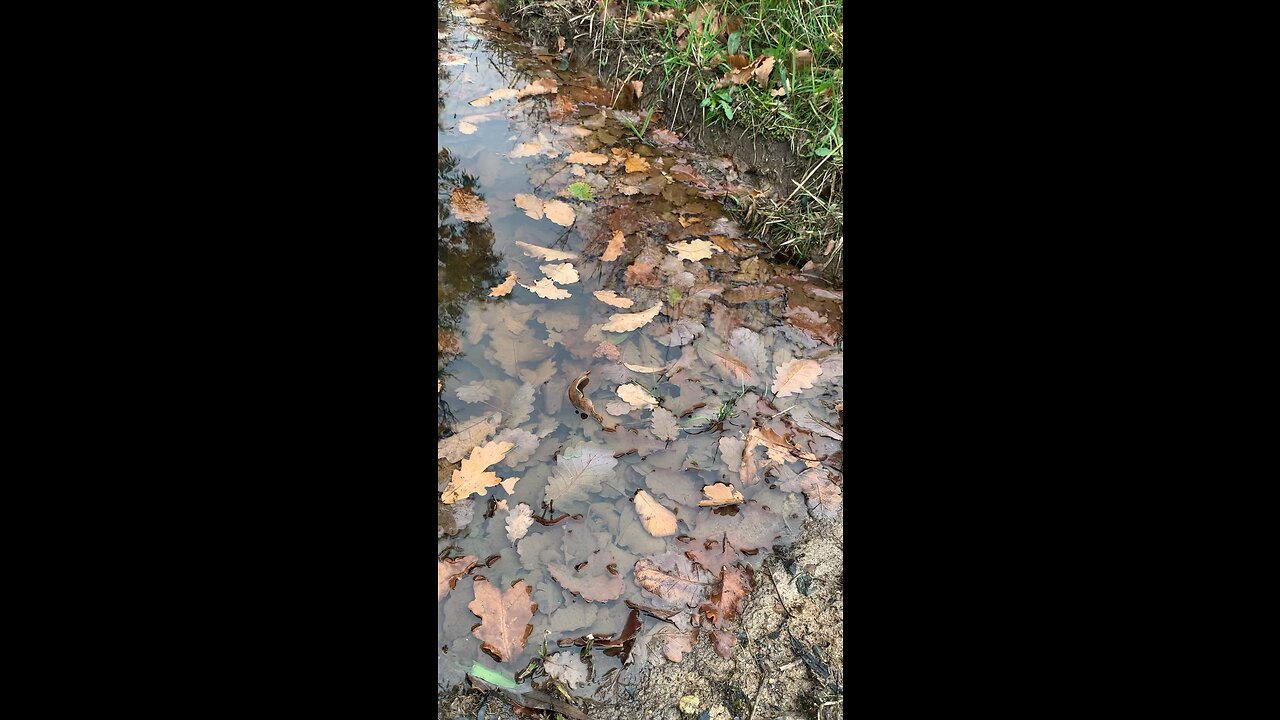 Submersible Submarine Leaf Lifecycle