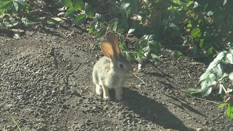 Hungry Baby Rabbit!
