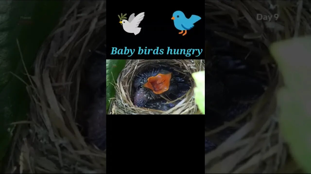 Baby birds hungry ,2022🕊️#youtubeshorts #shorts #shortvideo