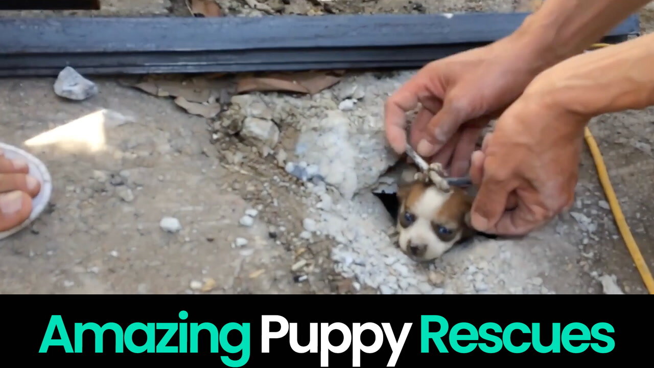 Heartwarming Puppy Rescues