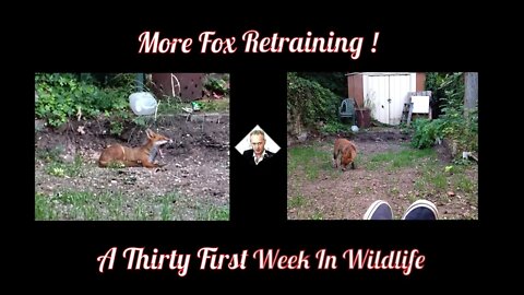 A Thirty-first Week In Wildlife - More Fox Retraining !