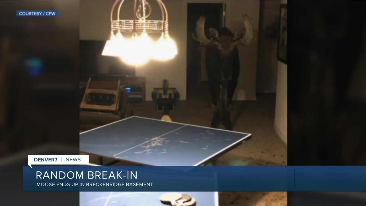 Moose ends up in Breckenridge basement