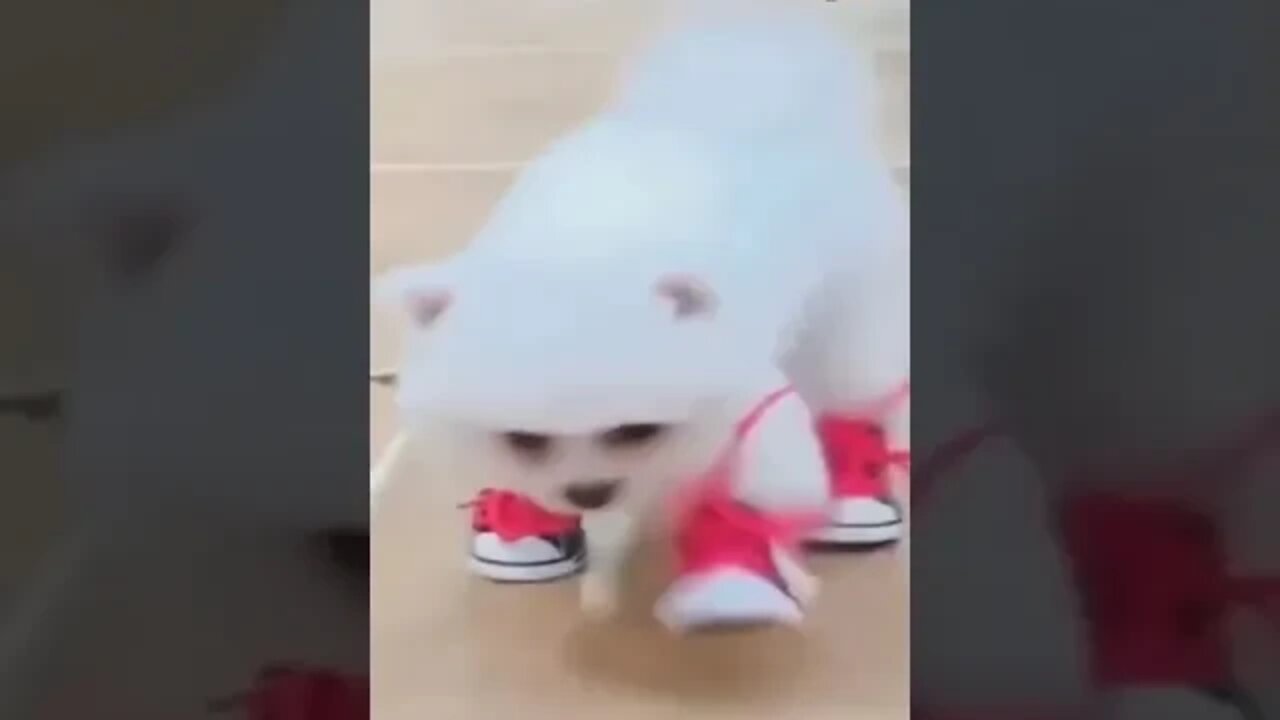 BEST FUNNY PET VIDEOS #9 - Try Not To Laugh #shorts