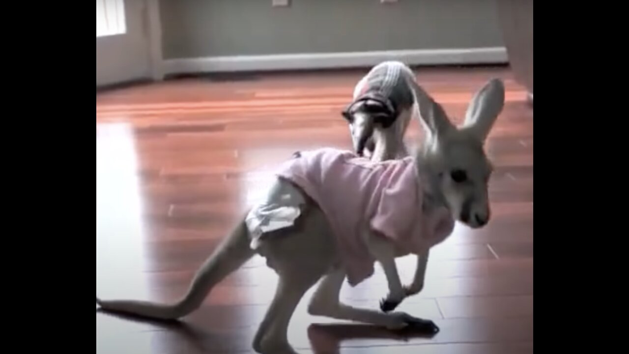 Adorable Baby Kangaroo Videos