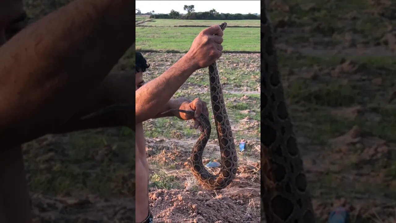 CobraCatchingTV: #Short catch a malayan pit viper in a cave