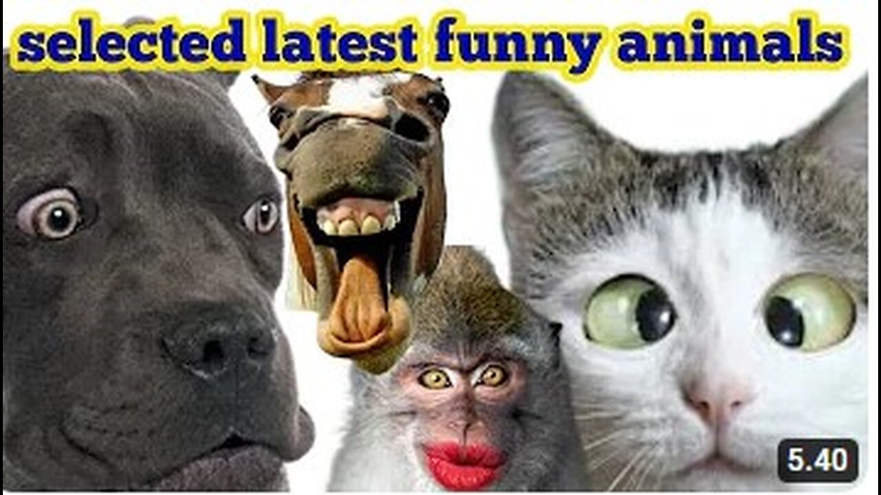 These are the funniest animal videos, hilarious dogs, that have recently been compiled #10