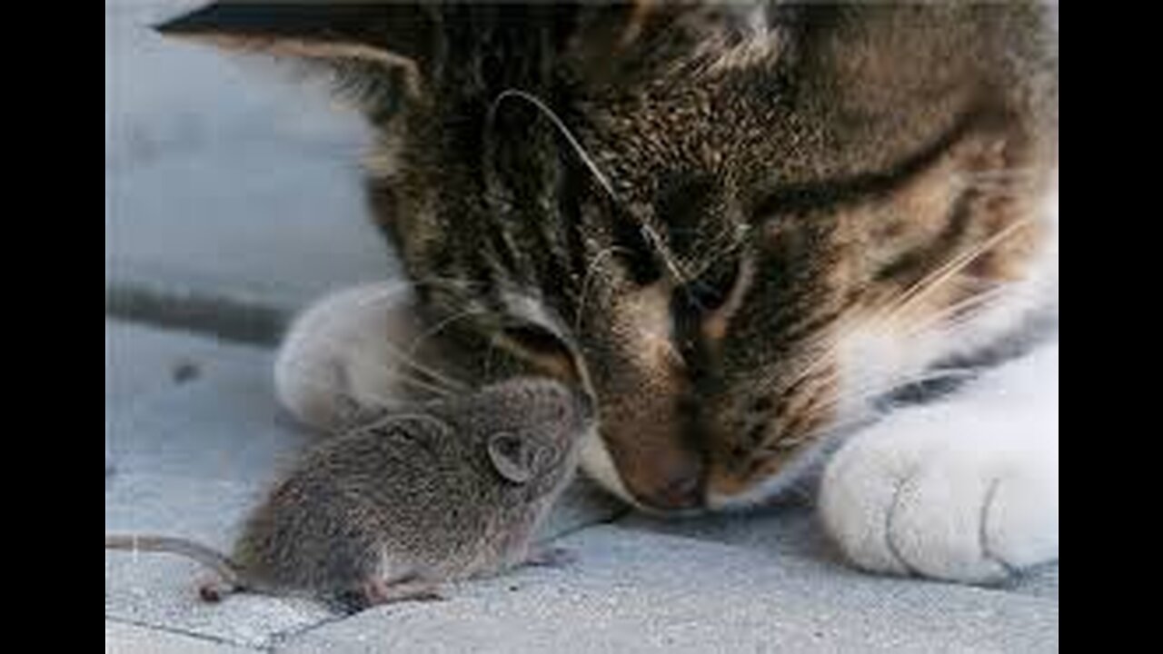 The Cat Raised by MOUSE