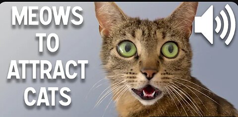 Sounds that attract cats - Meow to make cats come to you