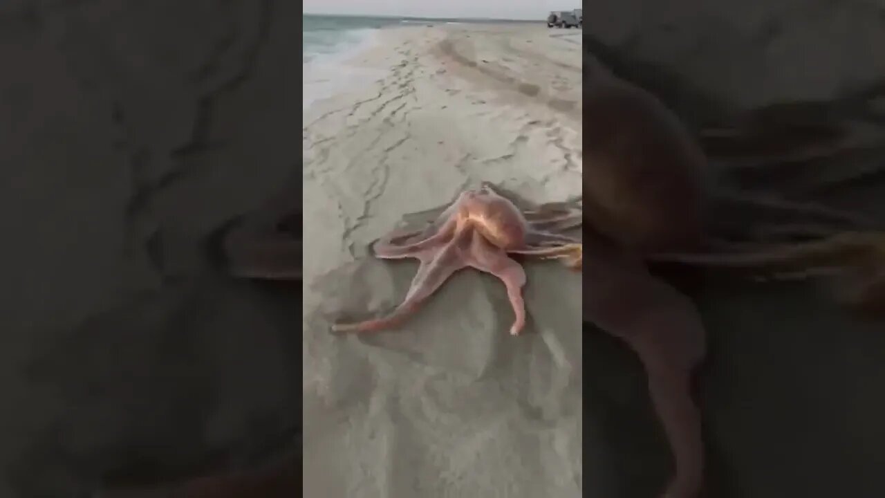 incrível 😮😮😮