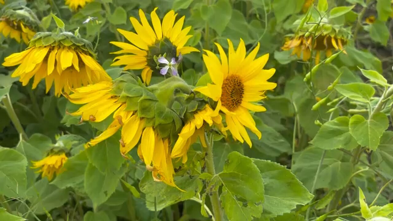 Surrounded by sunflowers