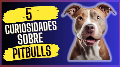 5 Curiosidades Sobre Pitbull