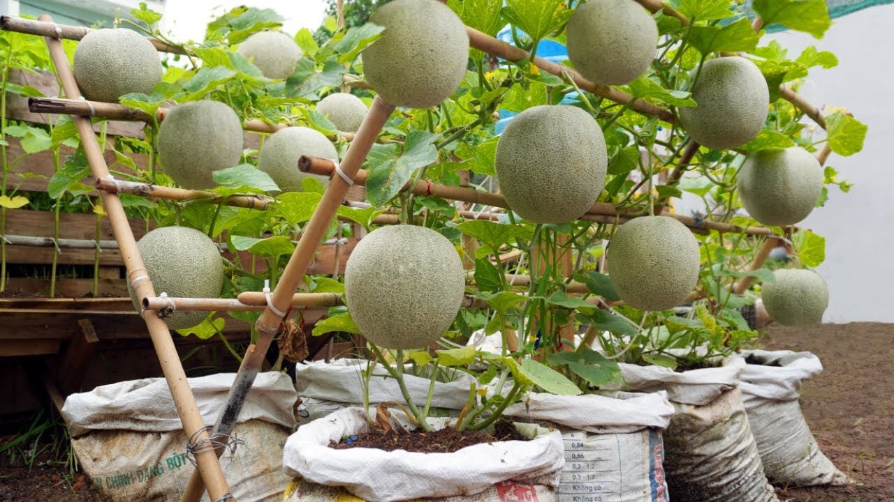 Do you like to eat melon? Grow like this, you will no longer need to buy melons in the market