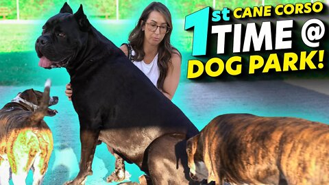 Cane Corso FIRST TIME At Dog Park