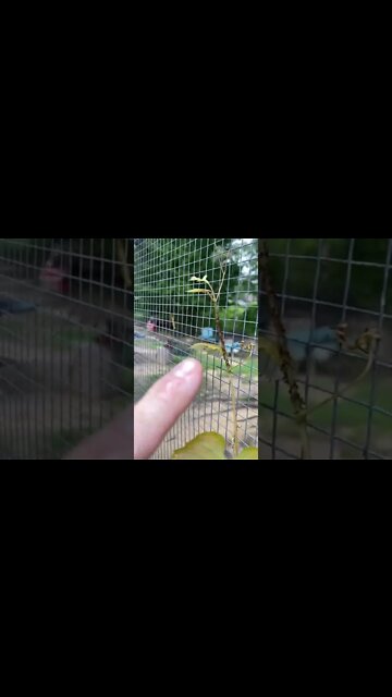 Ants farm aphids like cattle in Louisiana