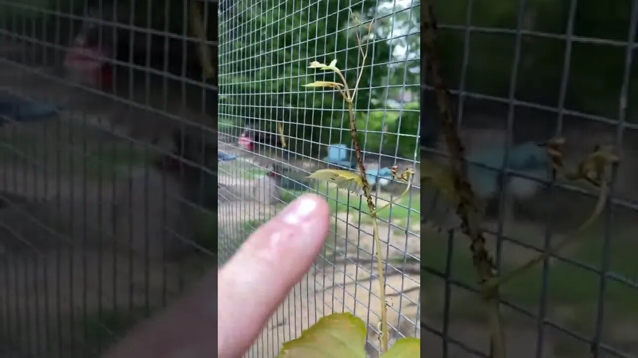 Ants farm aphids like cattle in Louisiana