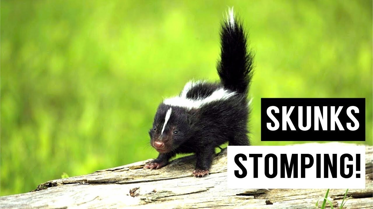 Baby Skunks Trying To Spray - Funniest Compilation