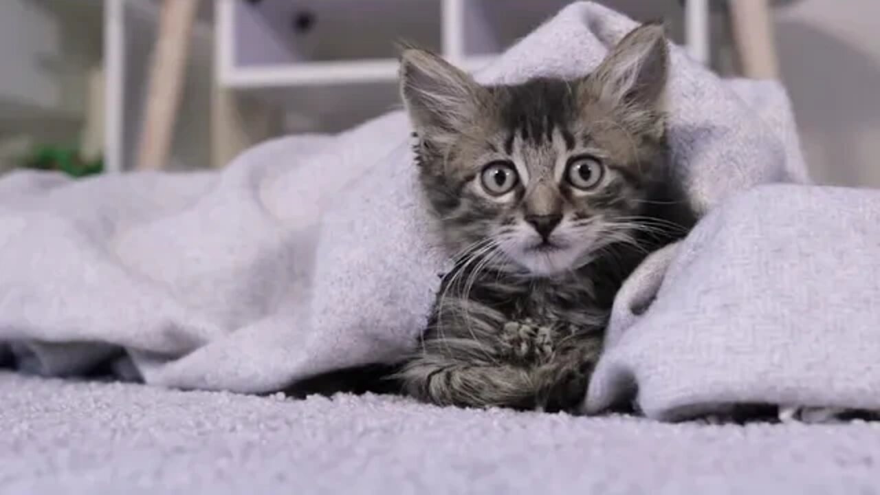 Funny Cat and Kitten Meowing Compilation #1 | Funny cute pets lovers | cute Pet