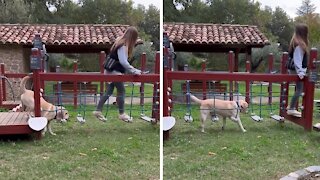 Labrador finds the easiest way to conquer obstacle course