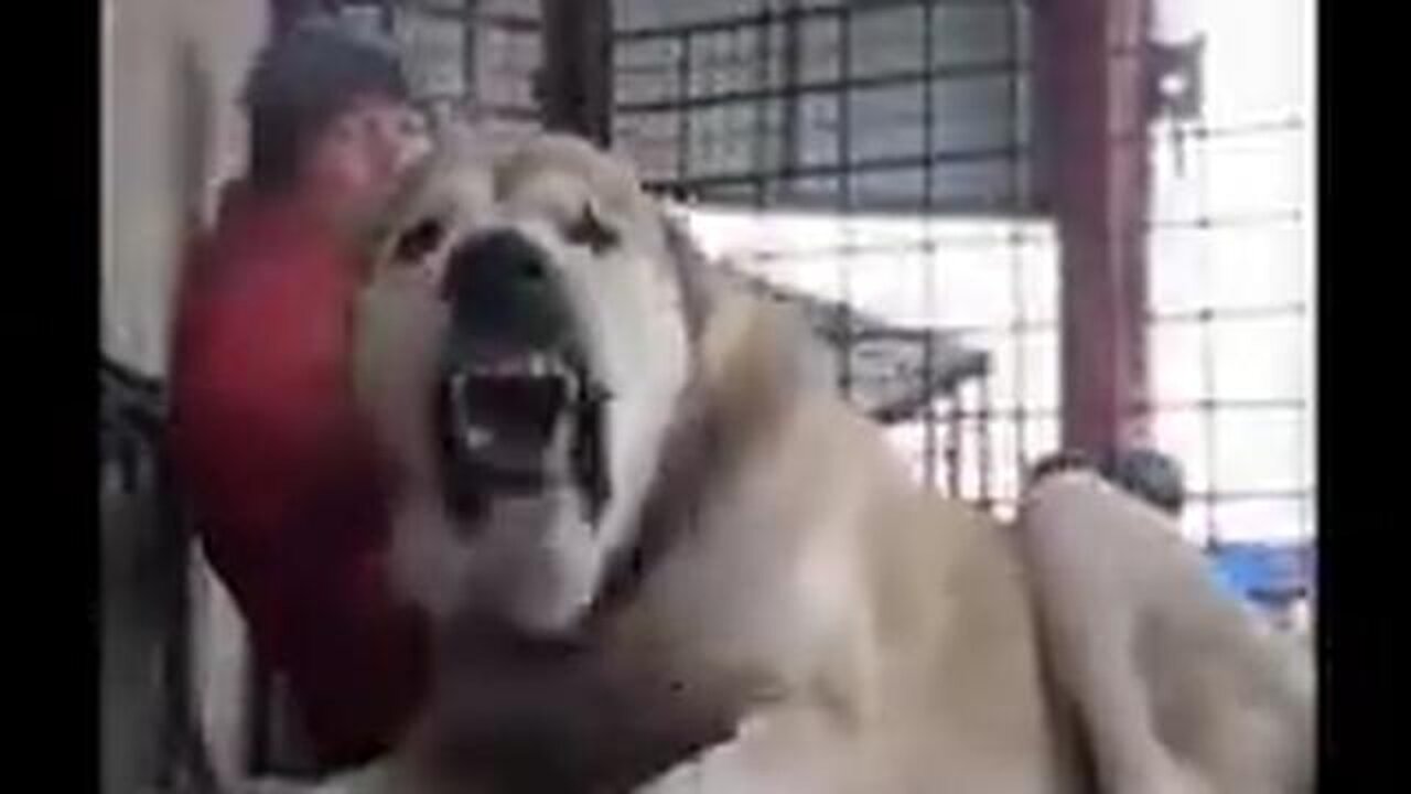 CENTRAL ASIAN SHEPHERD DOG - 200+LBS (KNOWN TO SCARE AWAY BEARS AND WOLVES) HOLY CRAP !!