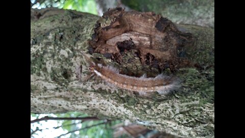 Caterpillar / larva