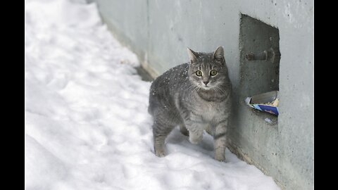 It's Snowing, Homeless Cats are in Trouble.