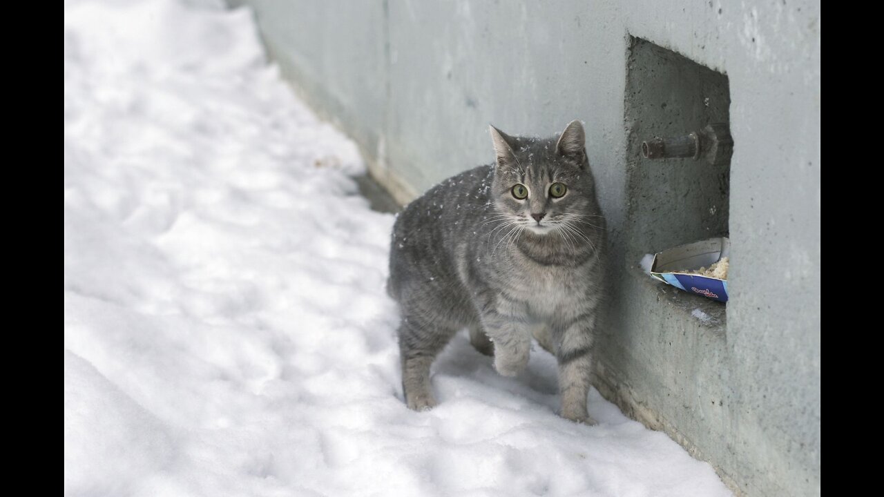 It's Snowing, Homeless Cats are in Trouble.