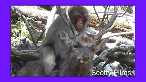 CAMEO - WORD UP - BY SCOTTY FILMS