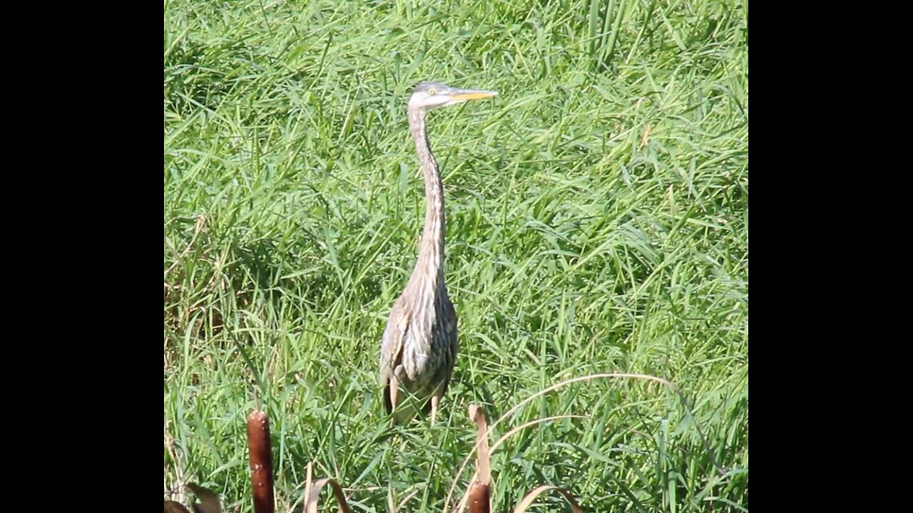 Great Blue Heron Catches Fish - Mallard Ducks Feeding & Preening