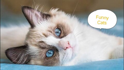 Funny Cat Hungry