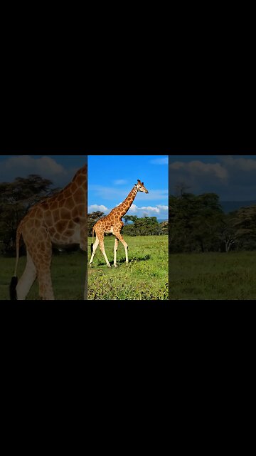 Rothschild's Giraffe #Wildlife | #ShortsAfrica