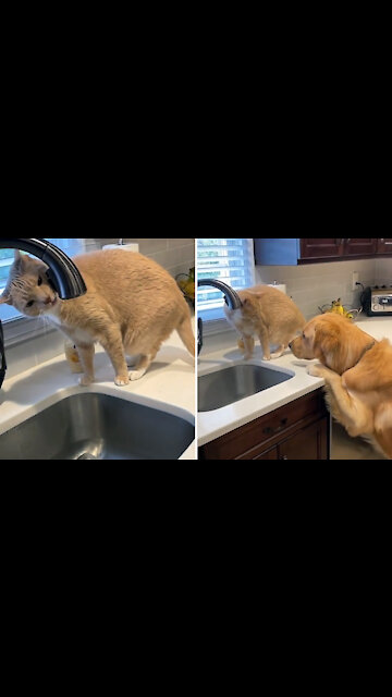 Dog and cat are great friends