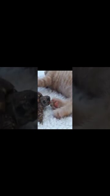 Churrasquinho de gato pra turtle #shorts