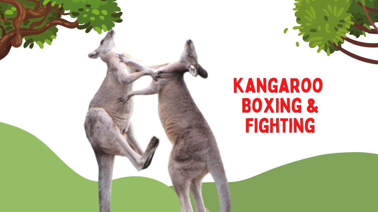 Two kangaroo Boxing & fighting !!! Beach of Cape Hillsborough