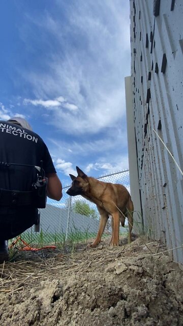 Loose dog rescued just inches from rush hour along I-70 in Denver
