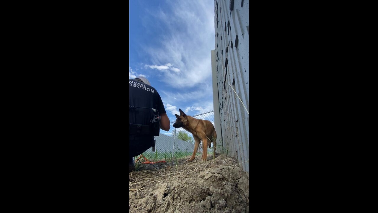 Loose dog rescued just inches from rush hour along I-70 in Denver