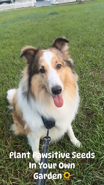 𝑷𝒍𝒂𝒏𝒕 𝑷𝒂𝒘𝒔𝒊𝒕𝒊𝒗𝒆 𝑺𝒆𝒆𝒅𝒔 𝑰𝒏 𝒀𝒐𝒖𝒓 𝑴𝒊𝒏𝒅🌻