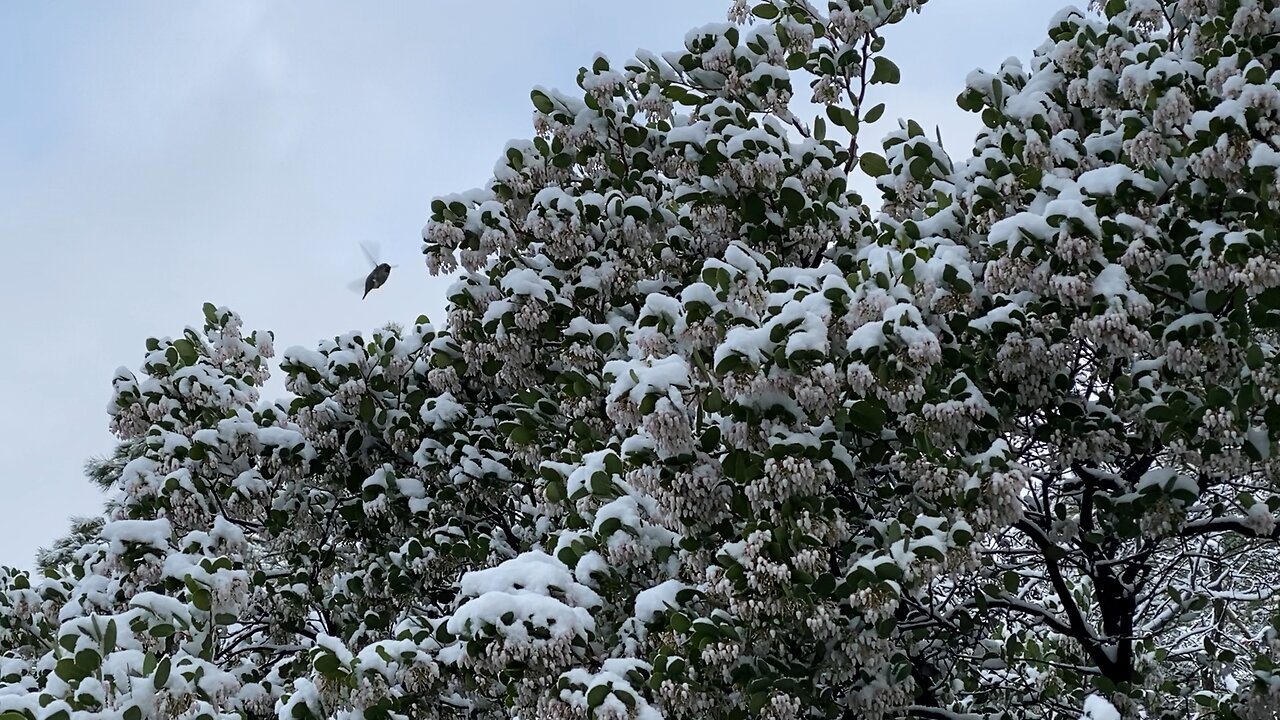 Colibris in Snow